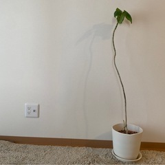 ウンベラータ　観葉植物　無料　4年くらい育ててます