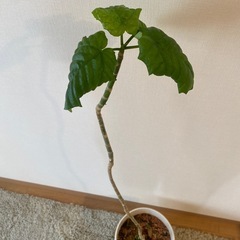 ウンベラータ　観葉植物　無料　4年くらい育ててますの画像