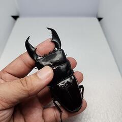 スマトラヒラタクワガタ♂️100upA品♀️50upぺアの画像