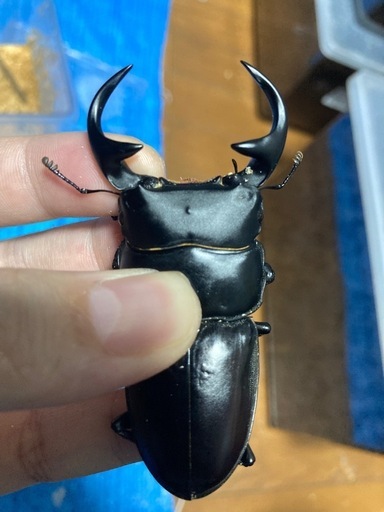 クワガタセット