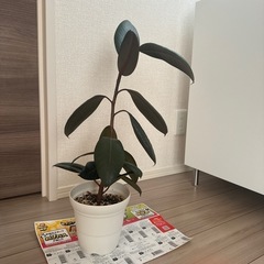 観葉植物　ゴムの木　フィカス