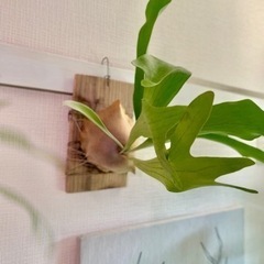 ③大株！板付けコウモリラン　ビカクシダ　人気観葉植物　古材　杉板の画像