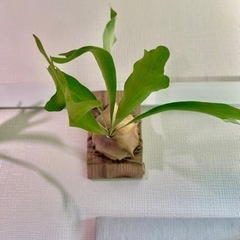 ③大株！板付けコウモリラン　ビカクシダ　人気観葉植物　古材　杉板の画像