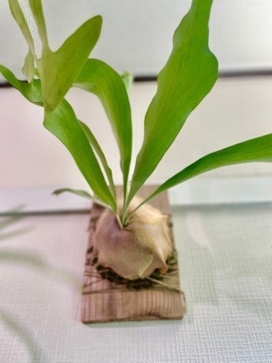 ③大株！板付けコウモリラン　ビカクシダ　人気観葉植物　古材　杉板