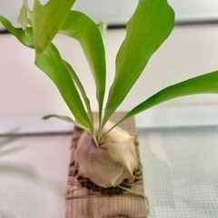 ③大株！板付けコウモリラン　ビカクシダ　人気観葉植物　古材　杉板の画像