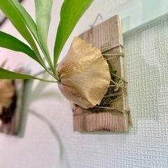 ③大株！板付けコウモリラン　ビカクシダ　人気観葉植物　古材　杉板の画像