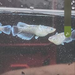 メダカ　１ペア+1匹