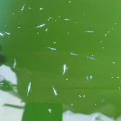 プラチナ星河リアルロングフィン　メダカ稚魚