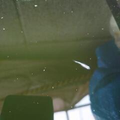 プラチナ星河リアルロングフィン　メダカ稚魚の画像