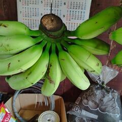 沖縄産ブラジルバナナ