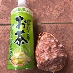 貝殻　　の画像