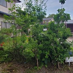 ソヨゴ　1.7m~8程度 株立　堀り取り　庭木　シンボルツリー　植物