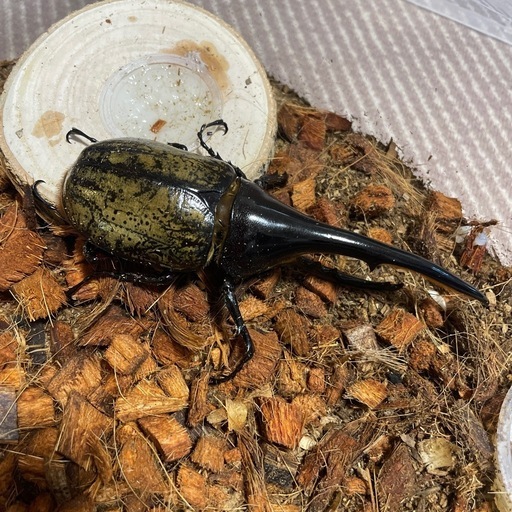 ヘラクレスオオカブト　オスメスペア