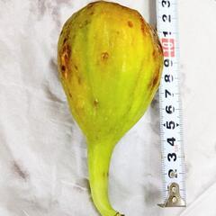 白いちじく  バナーネ     