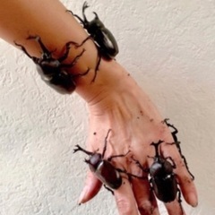 【最短当日渡し可能・300匹以上います】カブトムシ オス・メス ...
