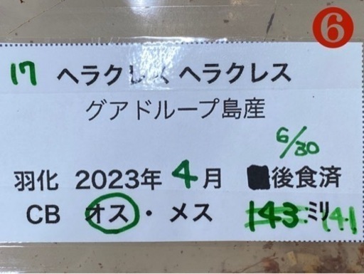 【取引中】条件変更【値下げB品】ヘラクレスオオカブト 140up オス単品❻
