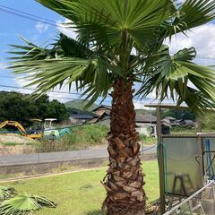 値下げしました。ヤシ　やし　ワシントンヤシ  ⑪