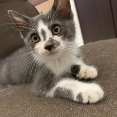 グレーハチワレ