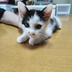 体にハート♡かわいい子猫もらってください
