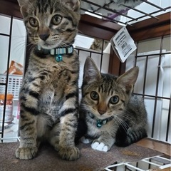 かわいい兄弟チップとデール🐿️ お話し中 - 猫
