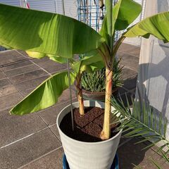 バナナ　ミニバナナ　③