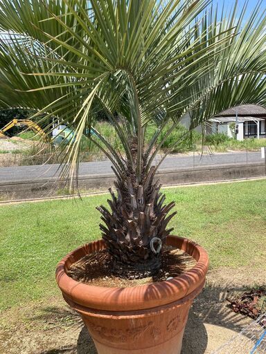 たぶん最終値下げです。ヤシ　やし　ココスヤシ　刈り込みしました♪　　④