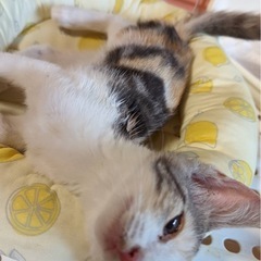 家族にしてください…