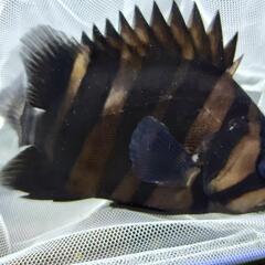 ダトニオプラスワン