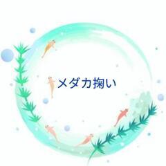 ８月１日(木)　メダカ掬い　めだか無人販売所　めだ活　夏休みイベント！