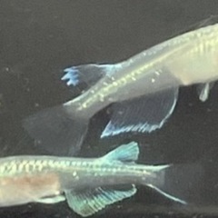綺麗で存在感のあるメダカですの画像
