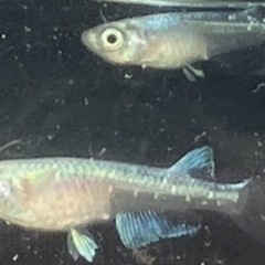綺麗で存在感のあるメダカですの画像