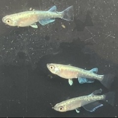 綺麗で存在感のあるメダカですの画像