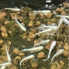 綺麗で存在感のあるメダカですの画像