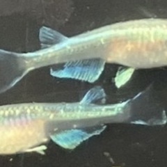 綺麗で存在感のあるメダカです
