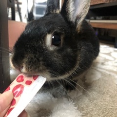ネザーランドドワーフ　うさぎ