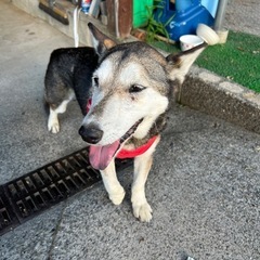 迷い犬を保護しました