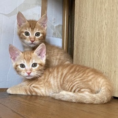 トライアル決まりました｡3ヶ月の茶トラ兄妹❗️