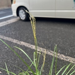 [植物売ります] ススキ ルビーキュートの画像