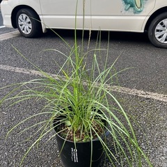 [植物売ります] ススキ ルビーキュート