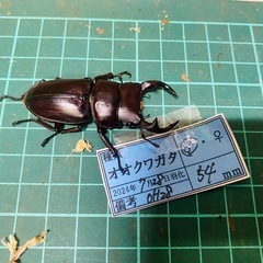 ①⑧オオクワガタ   冬眠明け速ブリ
成虫ペアの販売