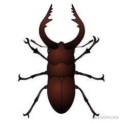 クワガタ　雄　雌