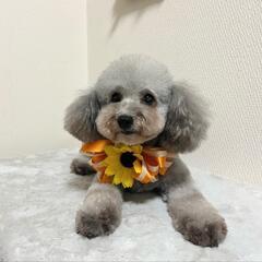 無償譲渡🐶プードル♀シルバー里親募集