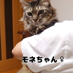 中毛のモネちゃん