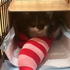 1ヶ月半のメスの子猫 - 猫