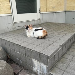 猫探してます→見つかりましたっ！！