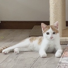 茶白の美猫♡チャギー
