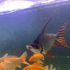 カラープロキロダスの画像
