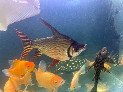 カラープロキロダス