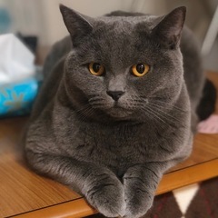ブリティッシュショートヘアーの女の子大切にしてくださる方
