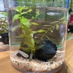 メダカとエビのミニアクアリウム①